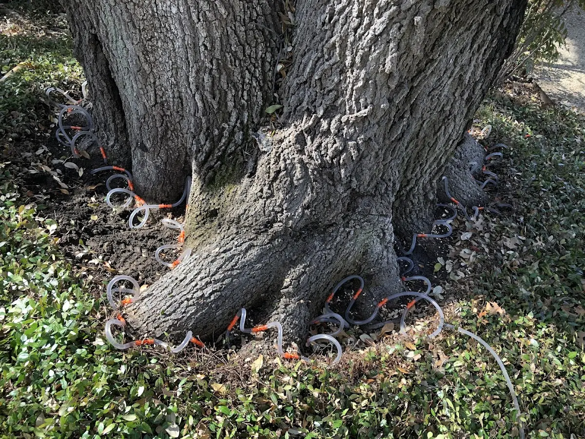 Detailed Tree Cabling and Bracing job site in Mebane