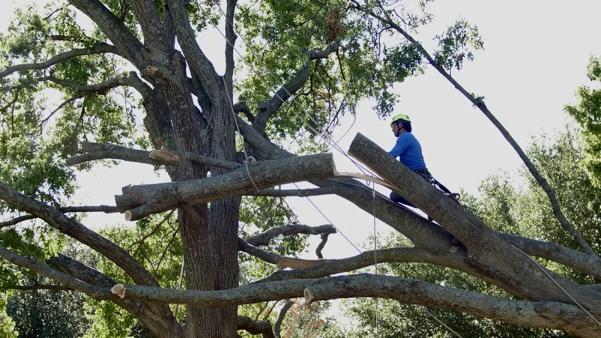 Professional Crown Thinning performed by certified arborists in Mebane